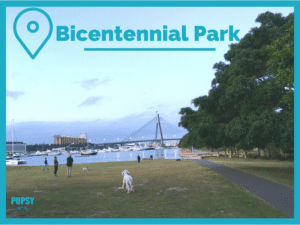 Dogs at Bicentennial Park