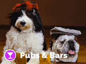 Dog friendly pubs/ bars on Pupsy