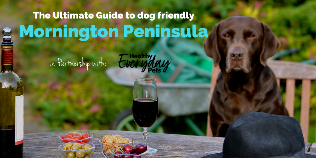 dog-friendly-mornington-peninsula-HEP