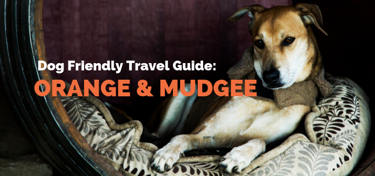 Dog Friendly Travel Guide: Orange & Mudgee