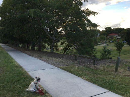 Abbeville-Street-Park-1-86