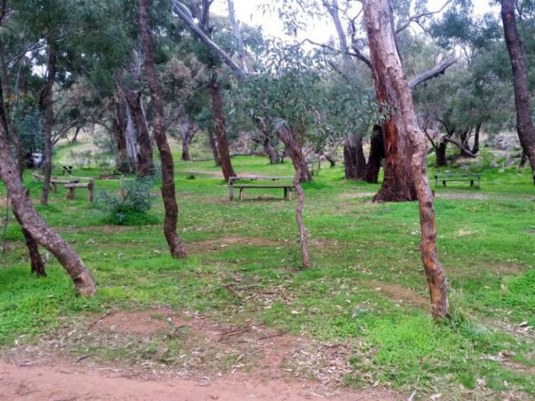 Butts Reserve Dog Friendly Camping 86 768x576
