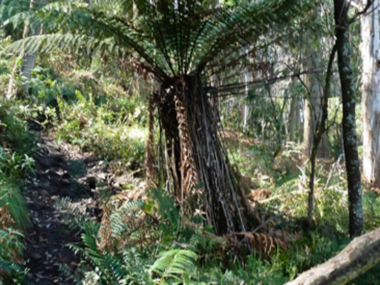 Macedon Walking Trail Dog Friendly Hike 1 86 768x576