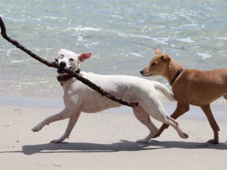 Queens Beach Scarborough 86 768x576