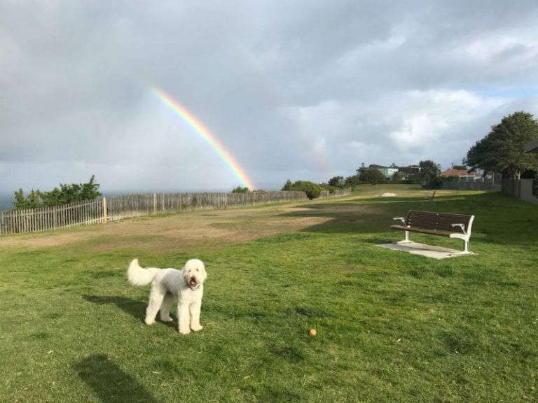Raleigh reserve off leash park 768x576
