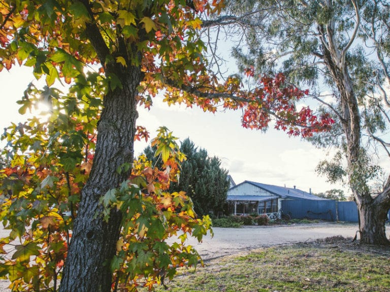 Rumbalara Estate Dog Friendly Winery 1 86 768x576