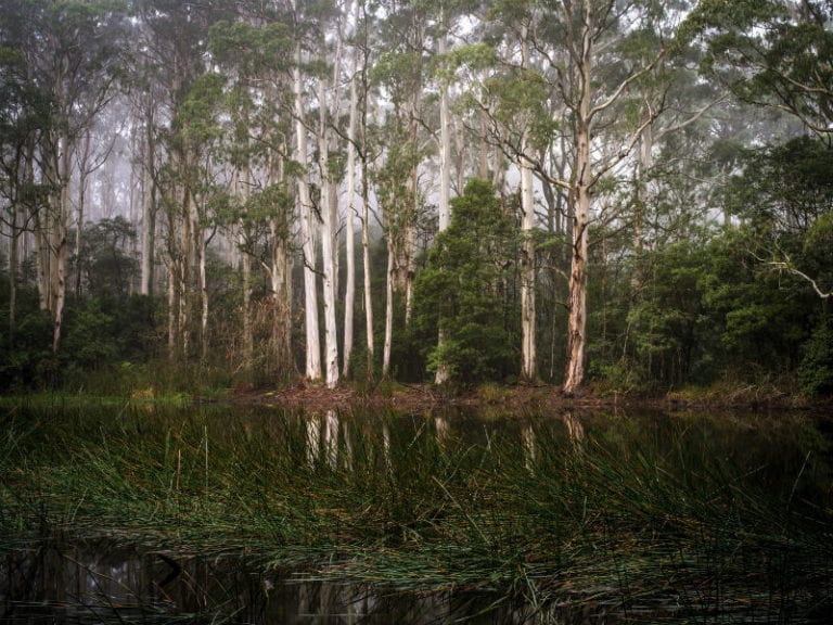Sanatorium Lake Dog Friendly Hike 1 86 768x576
