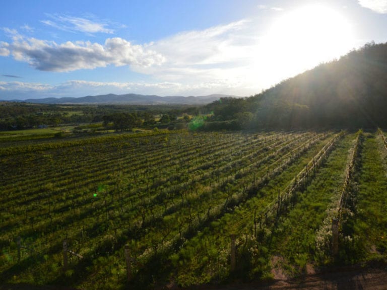 Sancerre Estate Dog Friendly Winery 1 86 768x576