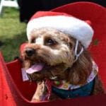 Santa Paws at the Park 86 150x150