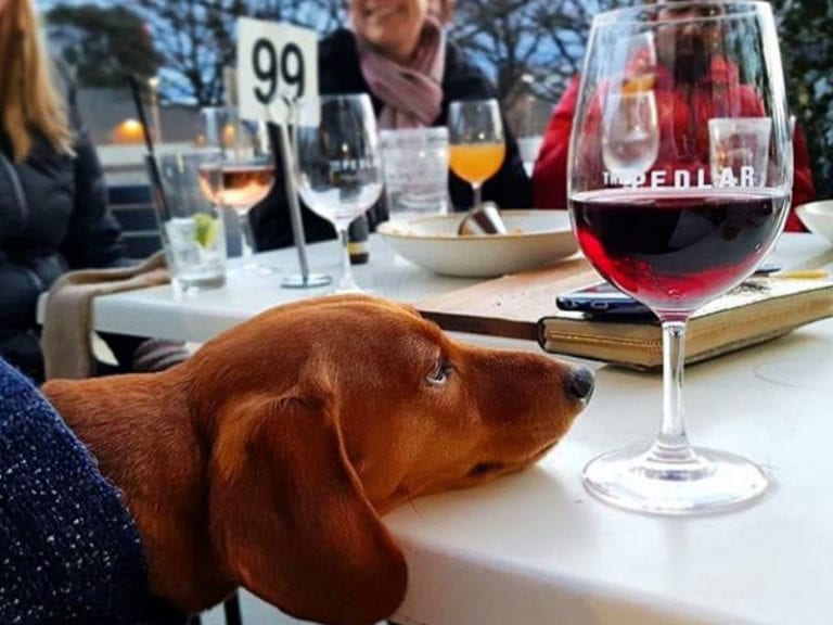The Pedlar Dog Friendly Bar 86 768x576