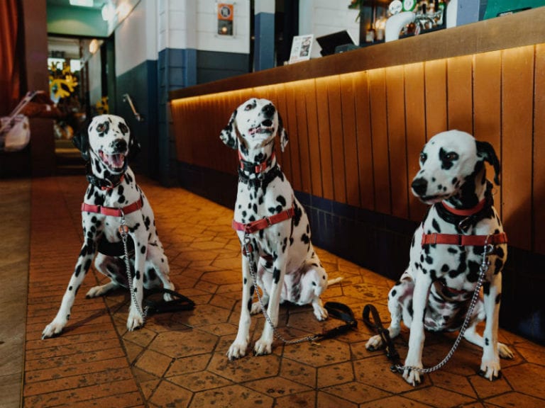The Sheaf Dog Friendly Pub 1 768x576