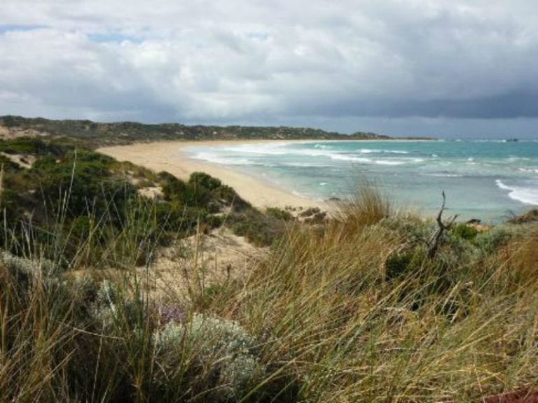 West Beach Dog Friendly Beach 1 86 768x576