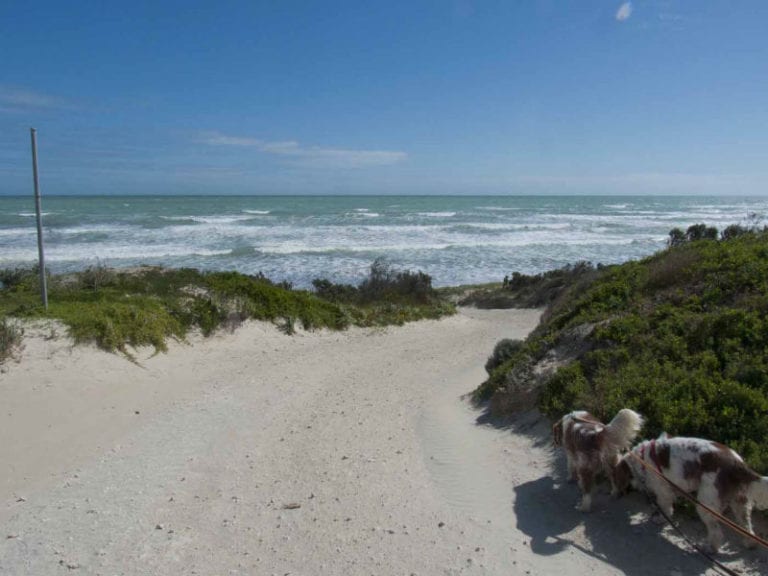 Wrights Bay Dog Friendly Beach 1 86 768x576