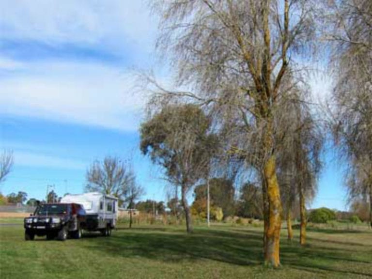 mother of ducks 1 86 768x576