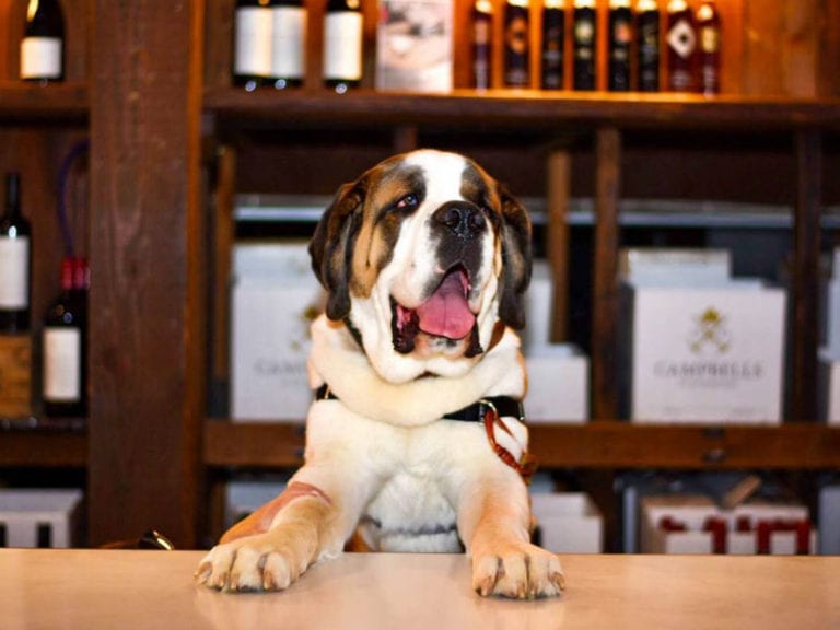 Campbell Dog Friendly Winery 1 86 768x576
