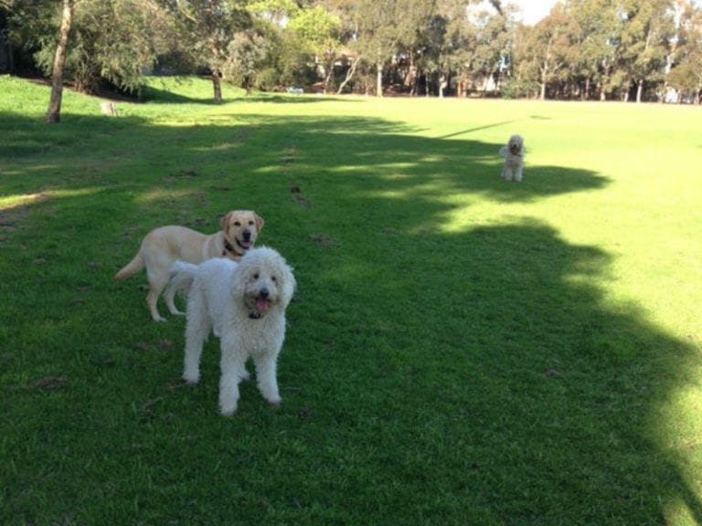 Hayes Park 86 768x576