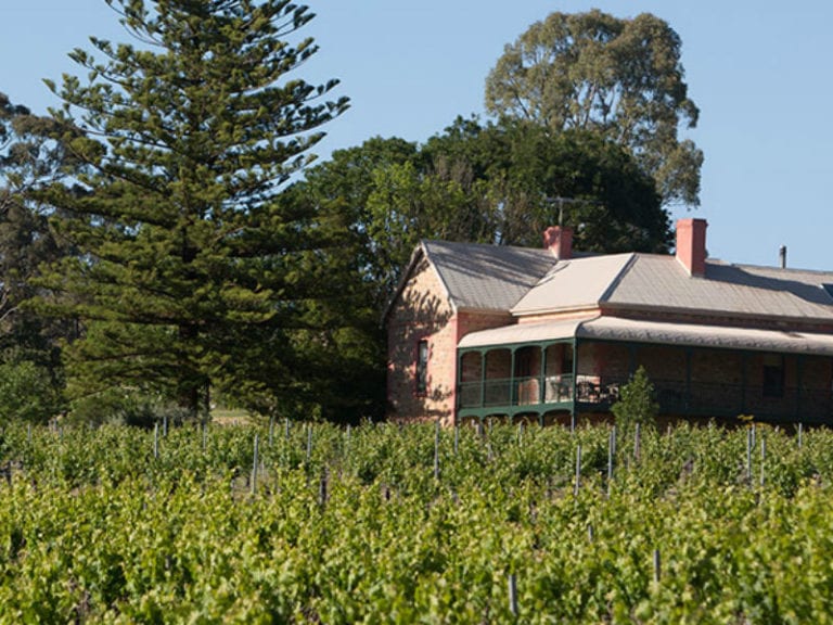 Mitchells Dog Friendly Winery 2 86 768x576