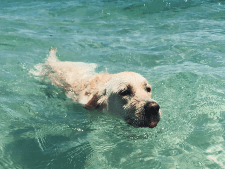 Trigg Beach 86 768x576