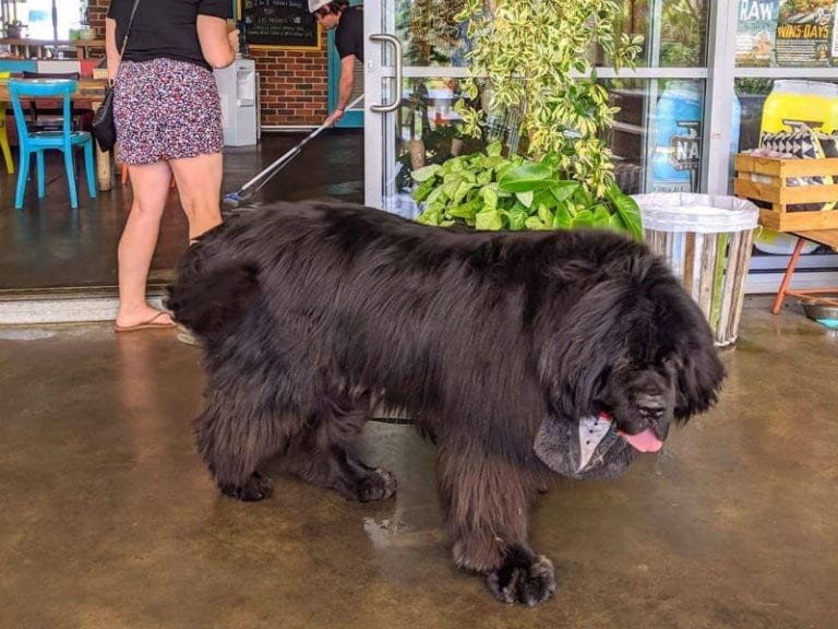 Clancys Fish Pub Dunsborough 768x576