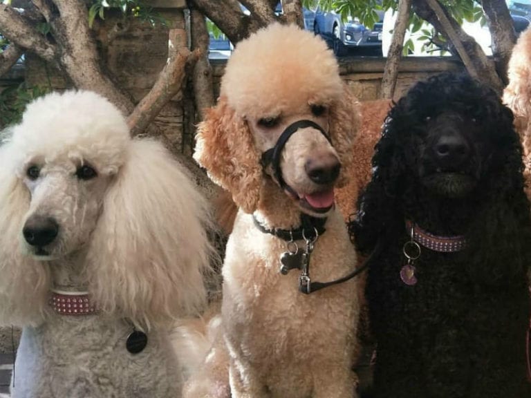 Clancys Fish Pub Fremantle 768x576