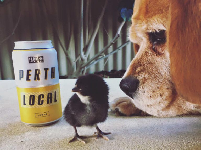 Feral Brewery 768x576