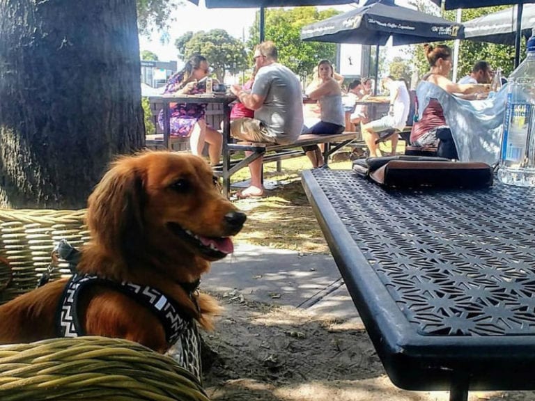 One Pear Tree 2 86 768x576