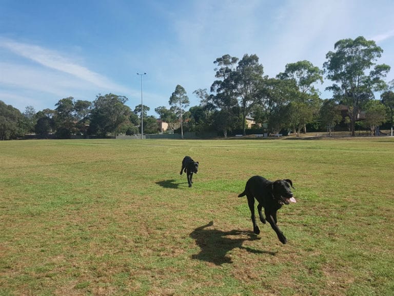 Pidding Park 86 768x576