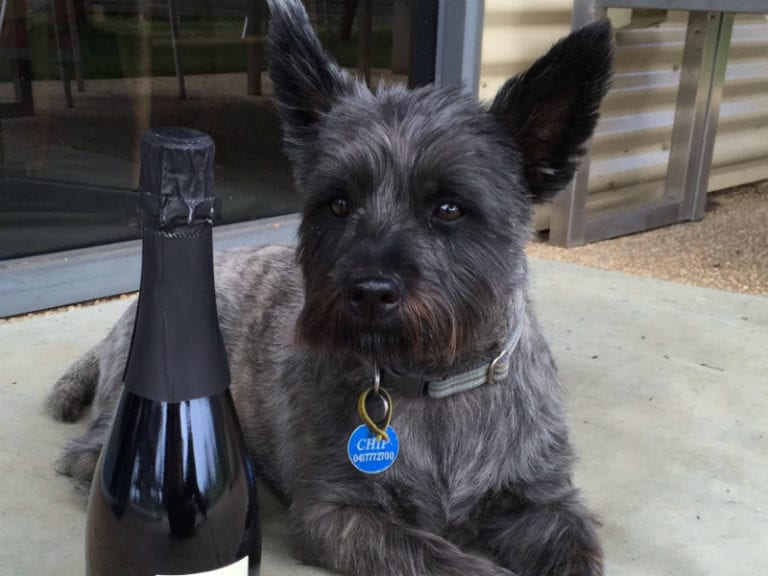 Purple Hen 2 86 768x576