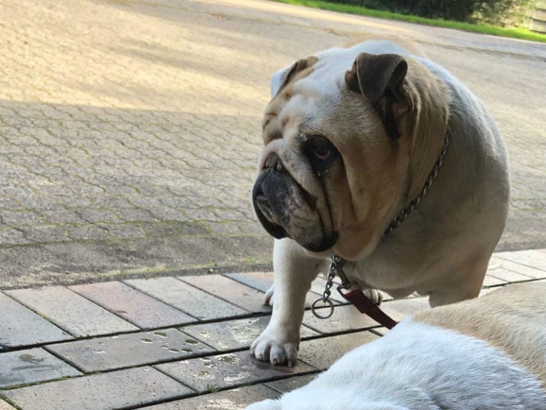 Silverleaves Store 1 86 768x576