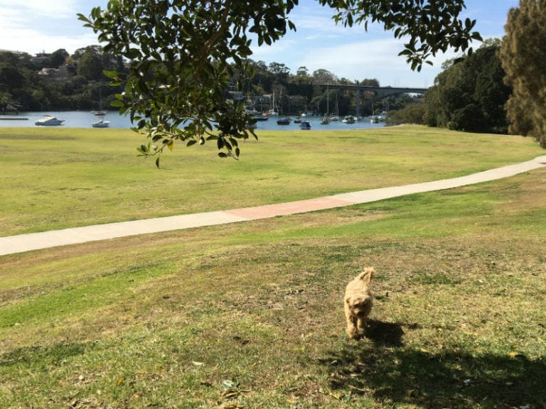 Tarban Creek Dog Friendly Walk 5b 86 1 768x576