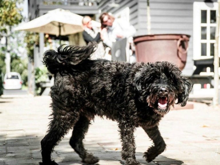 The Sir George 3 86 768x576