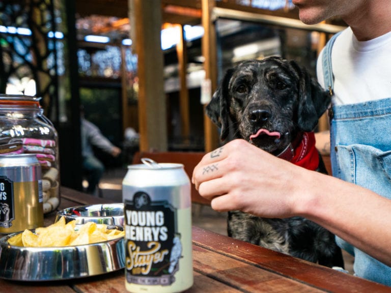 Young Henrys Dog Friendly Brewery 1 86 768x576