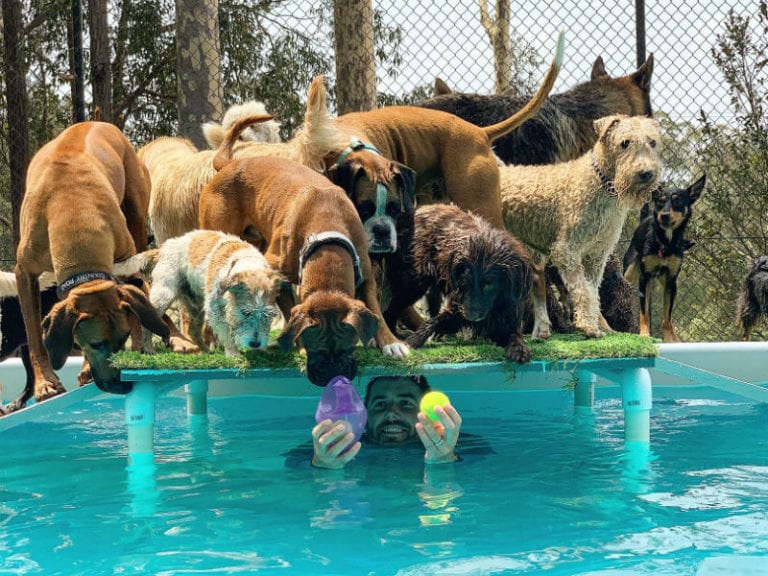 Doggy Farm Trip 3 86 768x576