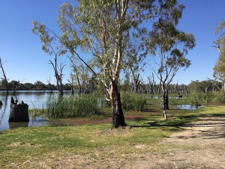 Kingston on Murray Caravan Park 8 6 768x576
