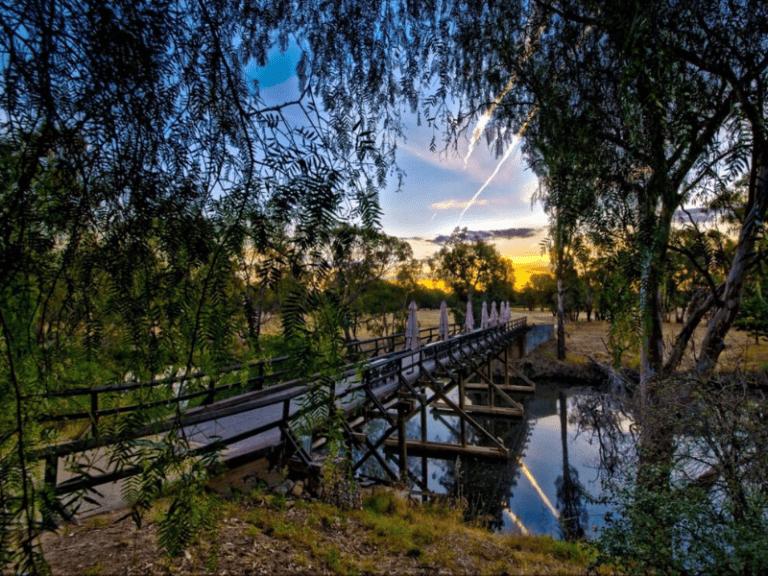 Pfeiffer Wines 768x576