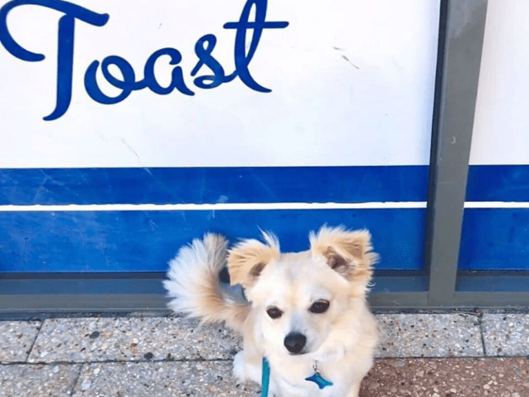 Toast East Perth 768x576