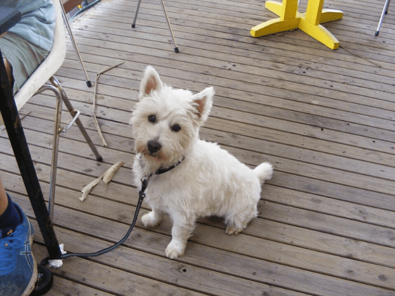 Cabbage Tree Creek General Store Cafe 768x576