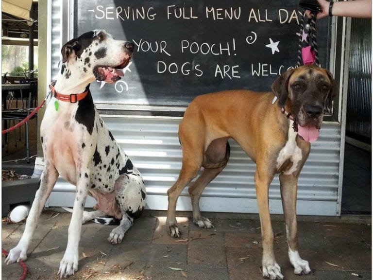 Goodys On The Beach 1 86 768x576