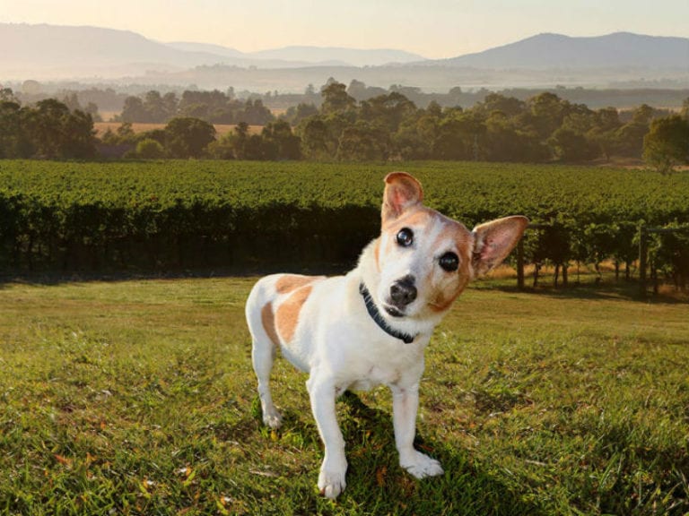 Greenstone 5 768x576