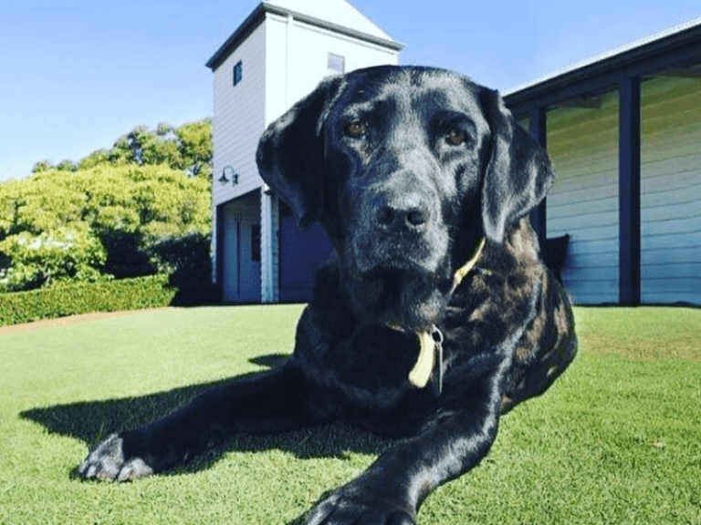 Hay Shed Hill Wines 768x576