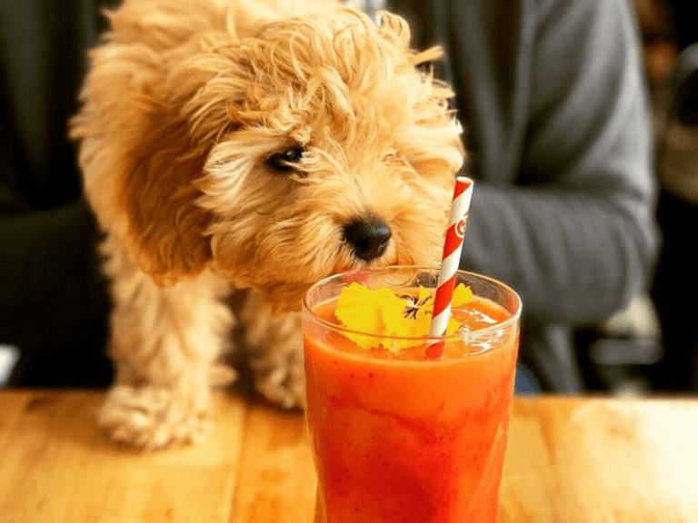 Little Black Pug Cafe 768x576