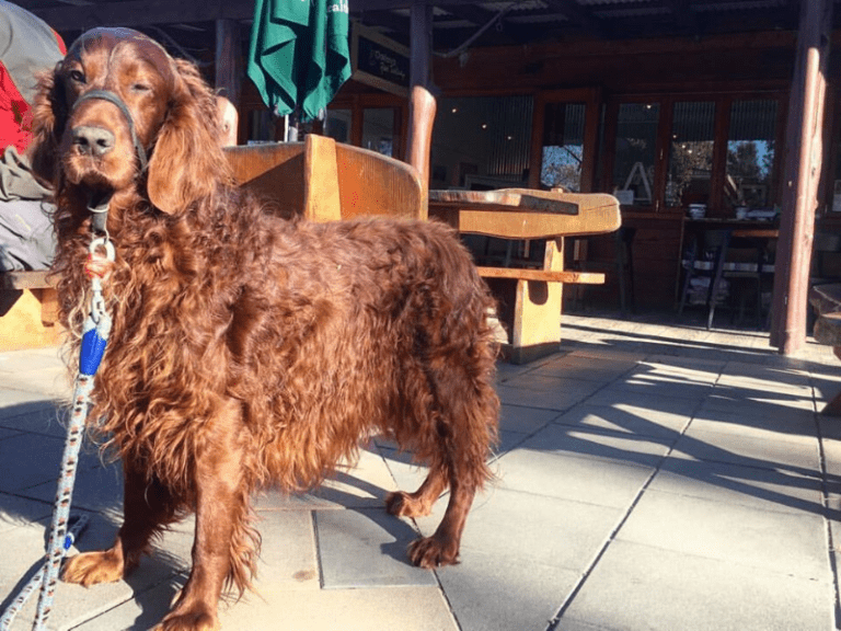 Oaklands Cafe 768x576