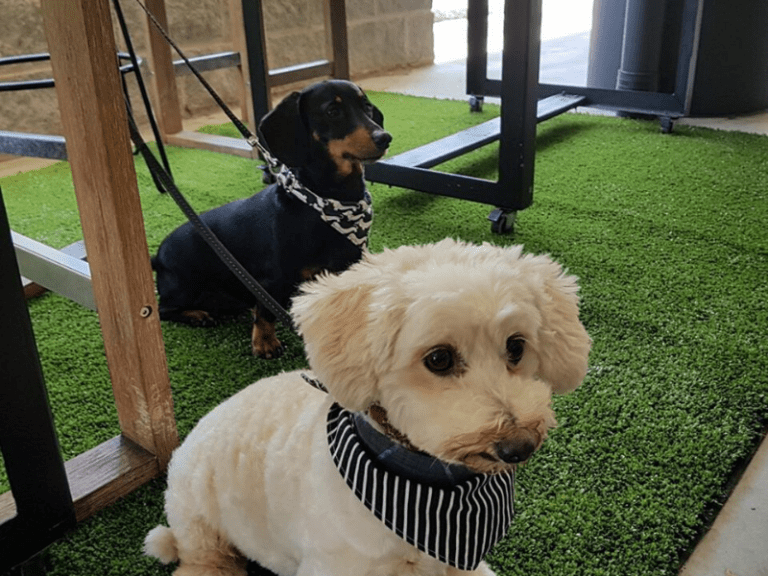 One Picket Fence 768x576