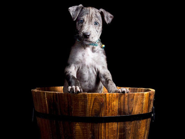 Pawfect Prints 5 86 768x576