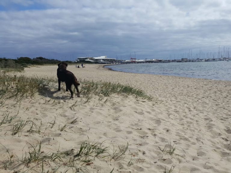 Sandringham Harbour 1 86 768x576