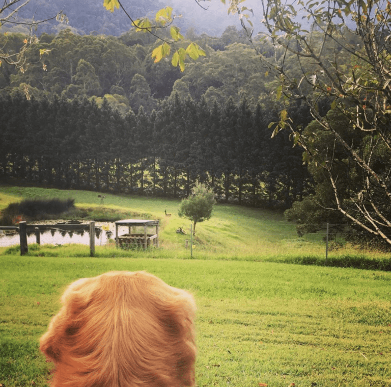 Screen Shot 2020 01 10 at 1.11.37 pm 1 768x759