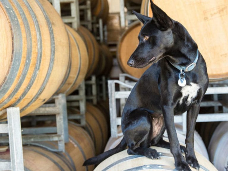 Whicher Ridge Wines 2 86 768x576