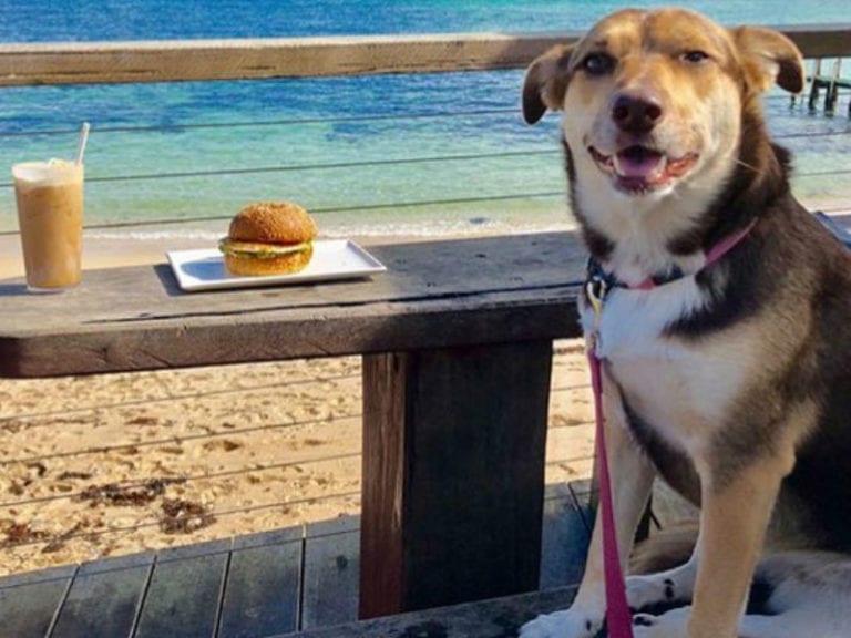 White Elephant Cafe 4 86 768x576