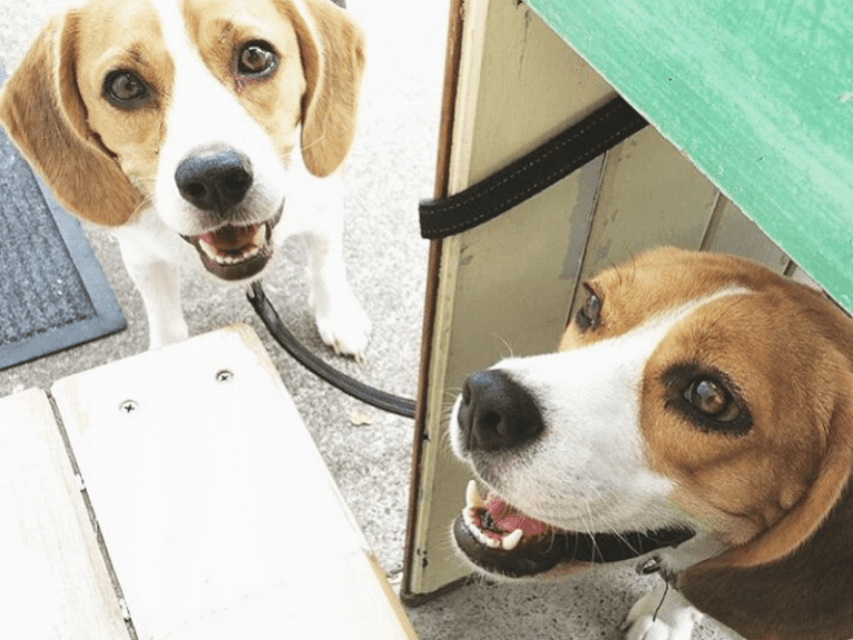 Brown Dog Cafe 768x576