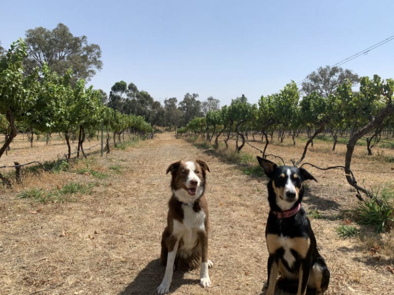 Murrumbateman Winery 4 86 768x576